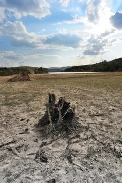 Dead tree root on dried field Stock Photos
