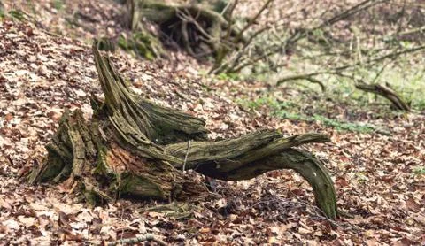 Dead tree root in a forest near Neundorf a.d. Eigen, Saxony/Germany Stock Photos