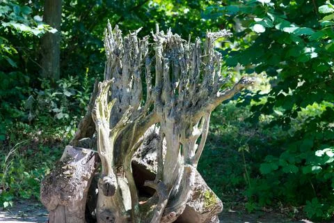 Dead tree root in the forest. Stock Photos