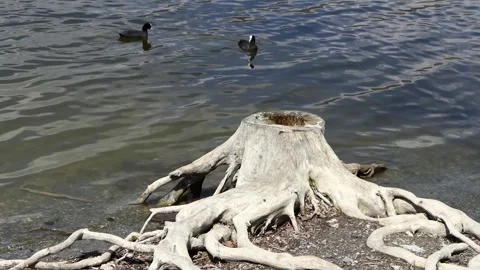 Dead tree root by the lake Stock Footage 237156055