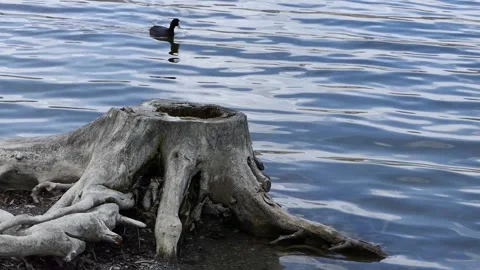 Dead tree root by the lake Video stock 237156136