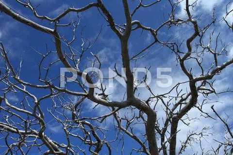 Dead tree roots Stock Photos