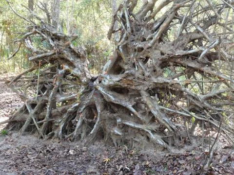Dead Tree Roots Foto stock