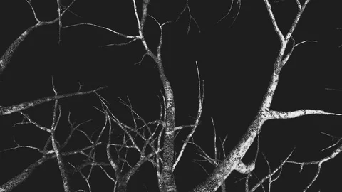 Dead tree rotation bw Video stock 99711987