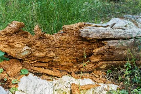 Dead tree, rotten . Stock Photos