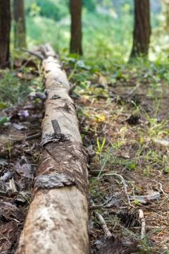Dead tree, rotten . Stock Photos