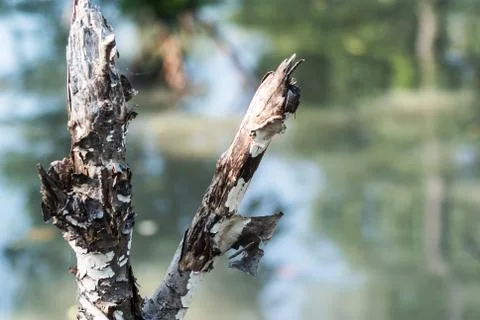 Dead tree in row light Stock Photos