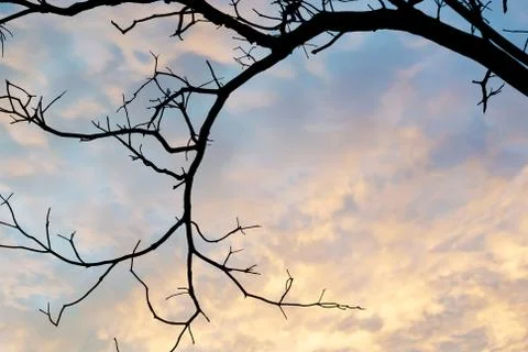 Dead tree in row light Foto stock