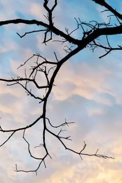 Dead tree in row light Stock Photos