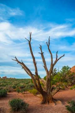 Dead tree on the sand dune arch trail Stock Photos