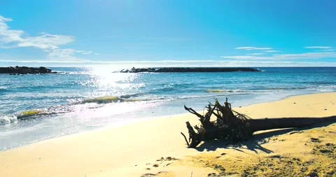 Dead tree on the sand Stock Footage 239154239