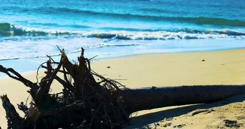 Dead tree on the sand Stock Footage 239154272