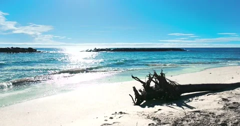 Dead tree on the sand Stock Footage 239154295
