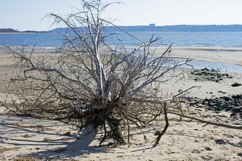Dead Tree on Sandbar at Sandy Hook Stock Photos