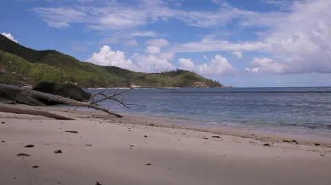 Dead Tree at sandy Beach // Seychelles HD Stock Footage 43133489
