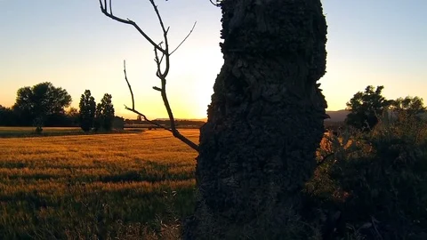 Dead Tree Scape Stock Footage 98679914