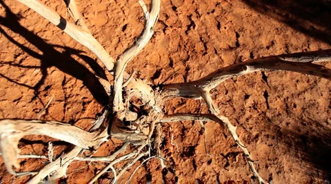Dead Tree in Scorched Earth Stock Footage 1048605