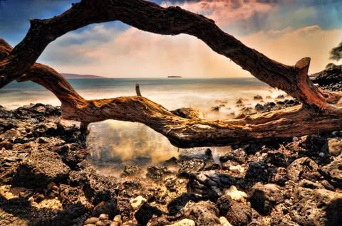 Dead tree on sea background Stock Photos