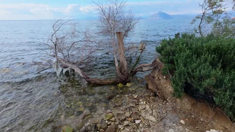 Dead Tree in Sea Shows Pollution and Rising Water Stock Footage 306315901