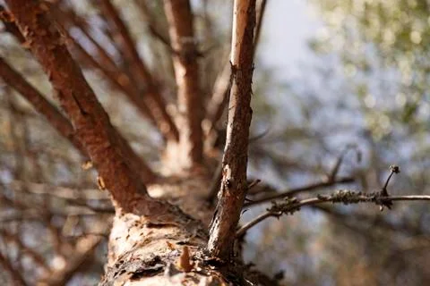 Dead tree seen from below with blur in the background Stock Photos