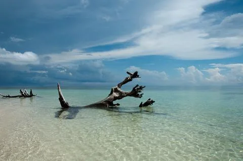 A dead tree in the shallow, crystal-clear water of a tropical beach Stock Photos