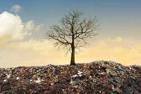 Dead tree shaped like qrcore in the garbage pile. Stock-Fotos