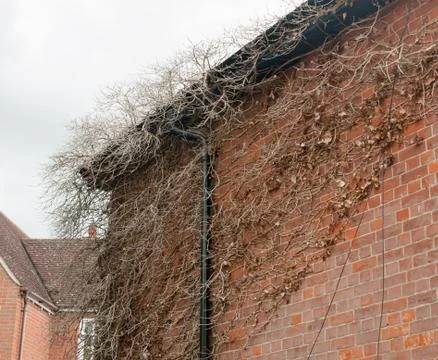 Dead tree up the side wall of an old house Stock Photos