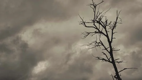 Dead Tree Silhouette dark cloud Timelapse Stock Footage 236443211