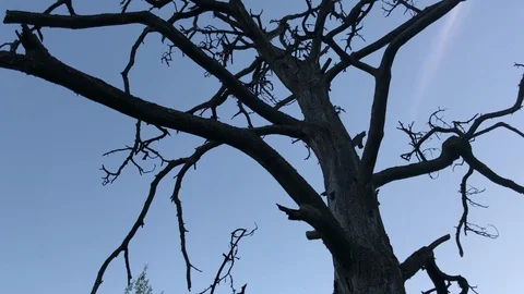 Dead tree silhouette Stock Footage 91192870