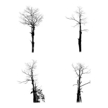 Dead tree silhouette isolated on white background Stock Illustration