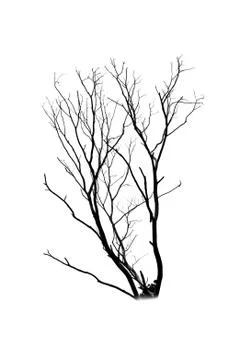 Dead tree silhouette isolated on white background Stock Illustration