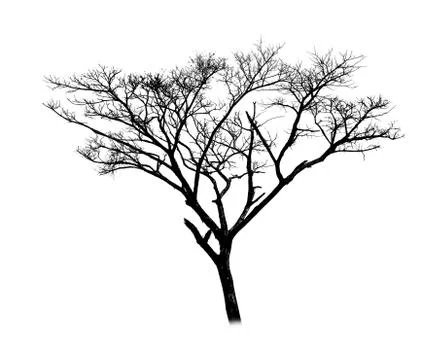 Dead tree silhouette isolated on white background Stock Illustration