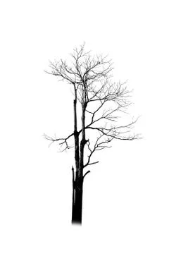 Dead tree silhouette isolated on white background Stock Illustration