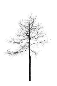 Dead tree silhouette isolated on white background Stock Photos