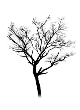 Dead tree silhouette isolated on white background Stock Photos