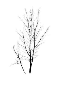 Dead tree silhouette isolated on white background Fotos de archivo