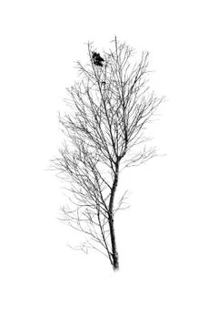 Dead tree silhouette isolated on white background Stockfoto's