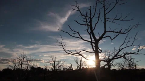 Dead tree silhouette, tracking shot 動画素材 56326527