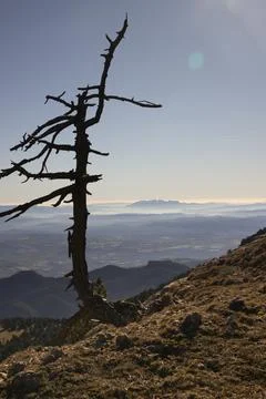 Dead tree silhouetted on mountain ridge with hazy valley Stock Photos