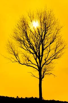 Dead tree silhouettes Stock Photos
