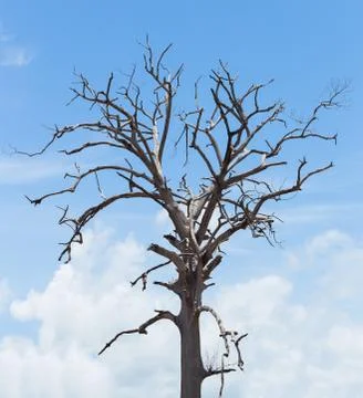Dead tree with sky and cloud,  halloween theme Stock Photos