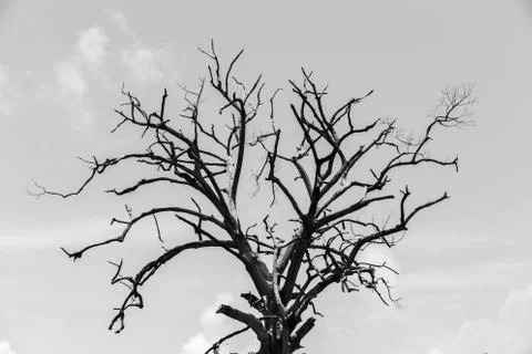 Dead tree with sky and cloud,  halloween theme black&amp;white Stock Photos
