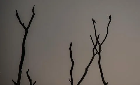 Dead tree with sky background at evening. Stock Photos