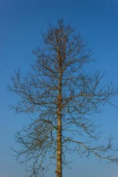 Dead tree with sky Stock Photos