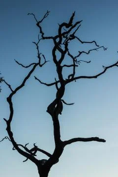 Dead tree with sky Stock Photos