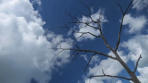 Dead Tree &amp; Sky TL HD Stock Footage 112813681