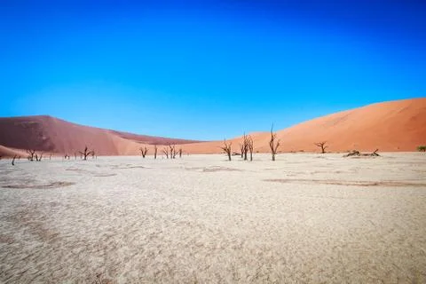 Dead tree in Sossusvlei desert. Stock Photos