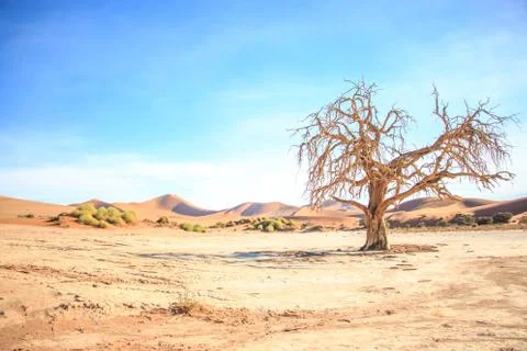 Dead tree in the Sossusvlei desert. Foto stock