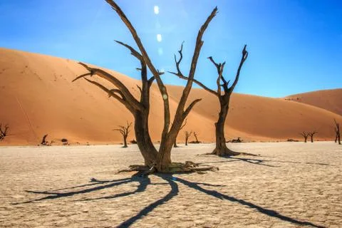 Dead tree in the Sossusvlei desert. Stock Photos