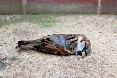 Dead tree sparrow by a brick wall Stock Photos